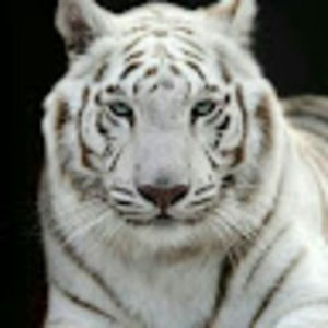 Meet your Posher, Bianca